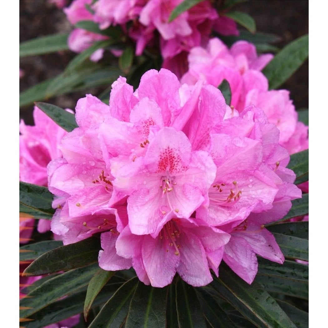 Rhododendron – Rhododendron (AP); 'Graziella' - C5 30-40 CM